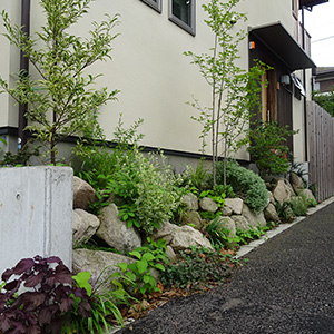 街路樹を側の歩道に面しては道路との高低差を上手く利用して山野草が植えられ、通りを歩く人々の目を楽しませています